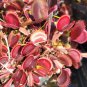 100 Seeds Dionaea muscipula Seeds - Red Color