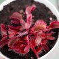 100 Seeds Dionaea muscipula Seeds - Red Color