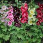100 Seeds Double Hollyhock Flower Bonsai