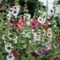 100 Seeds Double Hollyhock Flower Bonsai