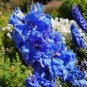 100 Seeds Double Hollyhock Flower Bonsai, Mixed Perennial Home Garden Decoration Rare Potted