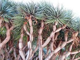 10 Seeds Dracaena