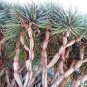 10 Seeds Dracaena