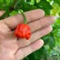200 Seeds Dragon's Breath Chili Pepper