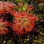 100 Seeds Drosera Burmanni Greenish Light Pink Color
