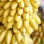 100 Seeds Dwarf Banana