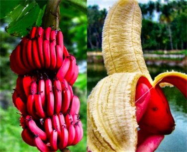 100 Seeds Dwarf Banana Dark Red Skin