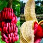 100 Seeds Dwarf Banana Dark Red Skin