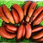 100 Seeds Dwarf Banana Greenish Red Skin