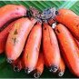 100 Seeds Dwarf Banana Greenish Red Skin
