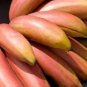 100 Seeds Dwarf Banana Greenish Red Skin