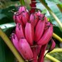 100 Seeds Dwarf Banana Pink Skin