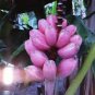 100 Seeds Dwarf Banana Purple Skin