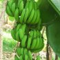 100 Seeds Dwarf Banana Seeds - Apple Green Skin