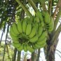 100 Seeds Dwarf Banana Seeds - Apple Green Skin