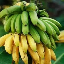 100 Seeds Dwarf Banana Seeds - Mixed Varieties