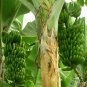 100 Seeds Dwarf Banana Tree Hybrid Fruits