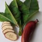 100 Seeds Dwarf Banana Tree Red Skin