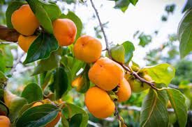 20 Seeds Dwarf Persimmon Bonsai Mini Fruits