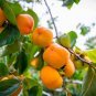 20 Seeds Dwarf Persimmon Bonsai Mini Fruits