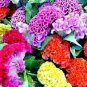 100 Seeds Dwarf Plumed Cockscomb Seeds Balcony Garden Annial Flowers