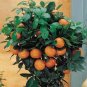 30 Seeds Dwarf Standing Calamondin Citrus Orange Tree