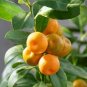 30 Seeds Dwarf Standing Calamondin Citrus Orange Tree