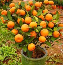 30 Seeds Dwarf Standing Orange Tree