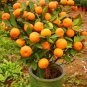 30 Seeds Dwarf Standing Orange Tree