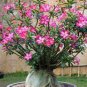 20 Seeds eal Adenium boehmianum - Adenium Obesum semillas
