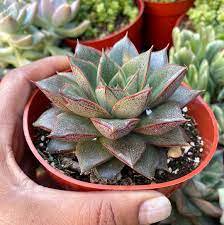 100 Seeds Echeveria Purpusorum