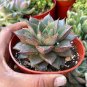 100 Seeds Echeveria Purpusorum
