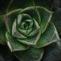 100 Seedsd Echeveria Purpusorum