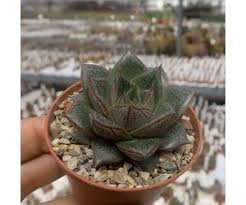 100 Seedsv Echeveria Purpusorum