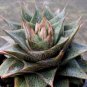 300 Seeds Echeveria Purpusorum Fresh Ones