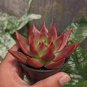 300 Seeds Echeveria Purpusorum Fresh Ones Red Spot Veriety