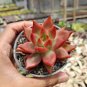 300 Seeds Echeveria Purpusorum Fresh Ones Red Spot Veriety