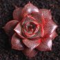10 Seeds Echeveria purpusorum Red Succulent