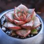 100 Seeds Echeveria Purpusorum Seeds Fresh Ones