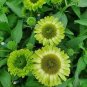 200 Seeds Echinacea Purpurea Apple Green Big Flowers