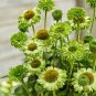 200 Seeds Echinacea Purpurea Apple Green Big Flowers