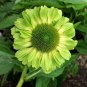 200 Seeds Echinacea Purpurea Apple Green Big Flowers
