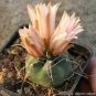 10 Seeds Echinocereus Knippelianus var Kruegeri