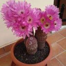10 Seeds Echinocereus rigidissimus v rubispinus