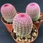10 Seeds ECHINOCEREUS rigidissimus v. rubispinus Fresh