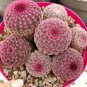 10 Seeds ECHINOCEREUS rigidissimus v. rubispinus Fresh