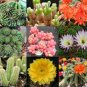 10 Seeds Echinopsis Pseudolobivia Rare Cactus Mixed