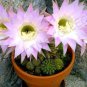 10 Seeds Echinopsis Pseudolobivia Rare Cactus Mixed