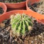 200 Seeds Egg Succulents Bonsai Echinopsis Tubiflora Cactus Flores
