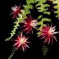 100 Seeds Epiphyllum Anguliger Fishbone Succulent Bonsai Flower Dark Red Flowers